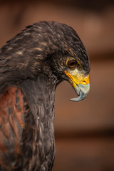 Buzzard posing for a portrait