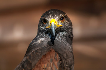 Buzzard posing for a portrait