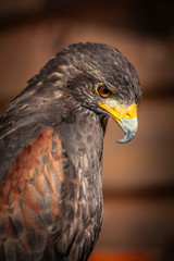 Buzzard posing for a portrait