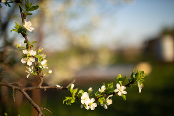 frame of Apple tree branch in bloom against the evening sky