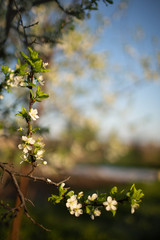 frame of Apple tree branch in bloom against the evening sky