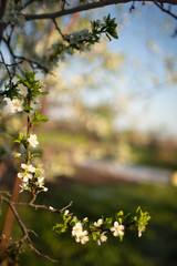 frame of Apple tree branch in bloom against the evening sky