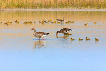 wild geese with young in the water, parental care, Neusiedler lake