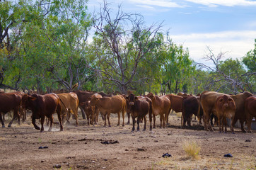 Cattle on Outback Cattle station
