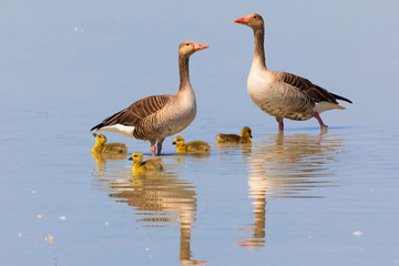 Fototapeta premium wild geese with young in the water, parental care, Neusiedler lake