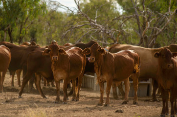 Fototapeta premium Cattle on Outback Cattle station