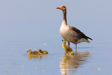 wild geese with young in the water, maternity care, Neusiedler lake