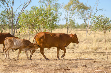 Cattle on Outback Cattle station