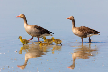 wild geese with young in the water, parental care, Neusiedler lake