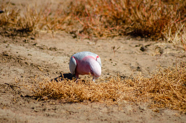 Galahs search for seeds on the ground in Western Australia