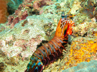 Mantis shrimp on the Coral