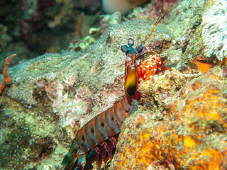 Mantis shrimp on the Coral
