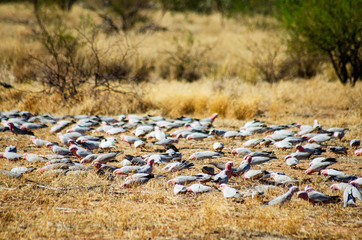 A large flock of Galahs 