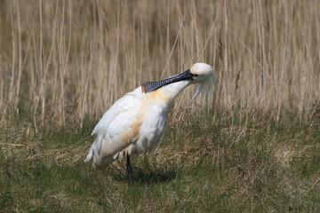 Eurasian or common spoonbill in nature Island Texel,Holland