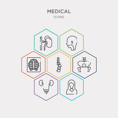 simple set of thyroid gland, bladder, pelvic area, vertebra icons, contains such as icons sternum, pharynx, adrenal gland and more. 64x64 pixel perfect. infographics vector