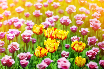 Red, yellow and purple tulips flowers on sunny blurred background close up, summer blooming tulips field, colorful spring flowers blossom with sunlight bokeh, nature floral pattern, copy space