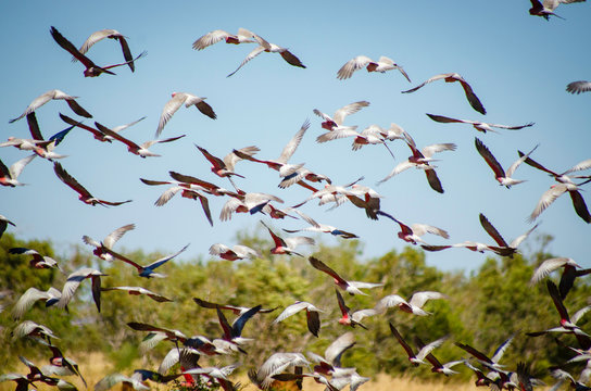 A large flock of Galahs 