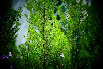 green leaves in the forest