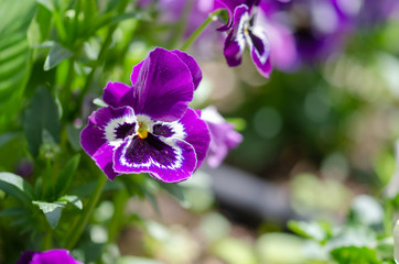 Obraz na płótnie Canvas Macro photo of a purple violet. Flower viola with purple petals.