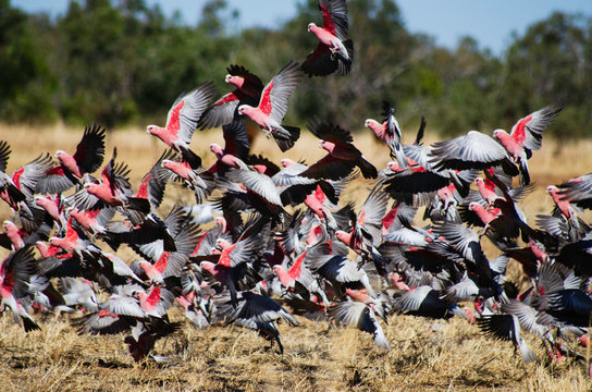 A large flock of Galahs 