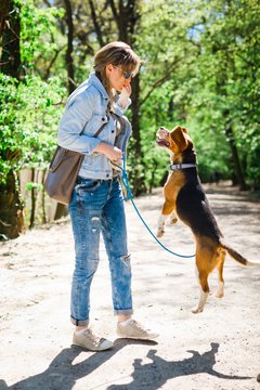Bigle like dog on leash jumping to get reward - exercise pet on forest road.