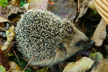 Little hedgehog is looking for something to eat in the leaves