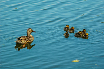 An old duck and 6 ducklings float on a pond