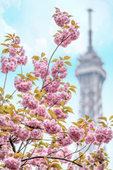 Beautiful pink cherry blossom tree near the Eiffel tower in Paris, France.