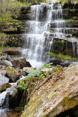 Fototapeta premium waterfall in the forest