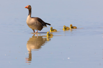 wild geese with young in the water, maternity care, Neusiedler lake
