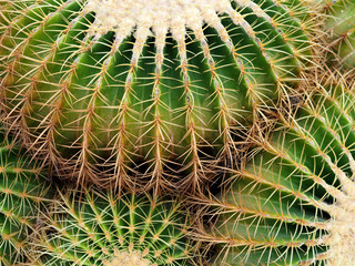 Closeup cactus in the garden.