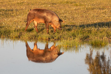 Iberian pigs grazing in the countryside