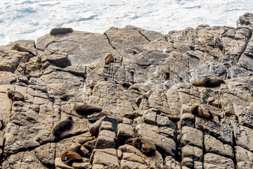 Beautiful colony of sea lions in the Flinders Chase National Park, Kangaroo Island, Southern Australia