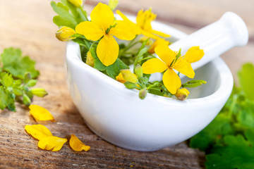Greater celandine (Chelidonium majus)  herbal