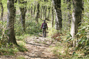 Obraz premium 禿岳登山道のブナ林を歩く女性