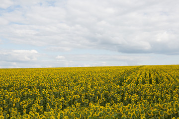 Obraz premium Sunflower field under cloudy skies