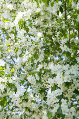Apple trees branches in white blossom flowers