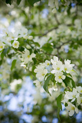 Apple trees branches in white blossom flowers