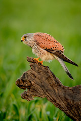 Beautiful profile of a kestrel in the nature