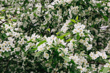 Apple trees branches in white blossom flowers