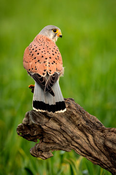 Beautiful profile of a kestrel in the nature