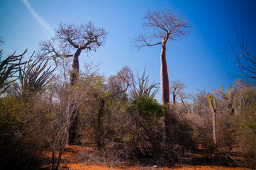 Fototapeta na wymiar Landscape with Adansonia rubrostipa aka fony baobab tree in Reniala reserve , Toliara, Madagascar