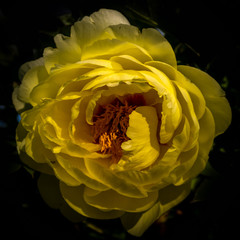 Gelbe Pfingstrose Makro auf schwarz