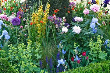 Close up of a mixed flower border with Verbascum, Iris's and Peonia Sarah Bernhardt