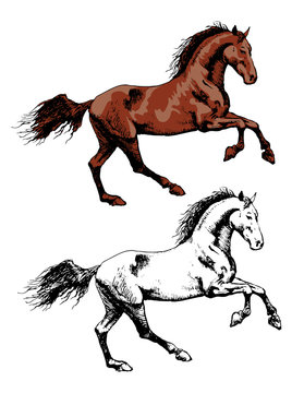  Vector image of a wild horse mustang in motion horse in art outline style engraving strong fast horse mare mane hooves wild animal fast riding speed and power