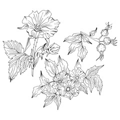 Doodle flower set with rosa canina flower and buds