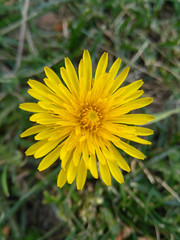 dandelion in the grass