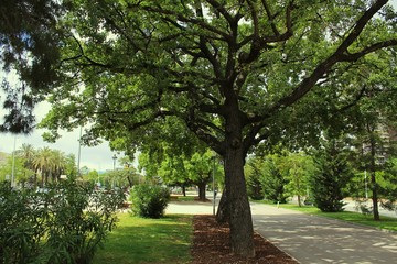 árbol