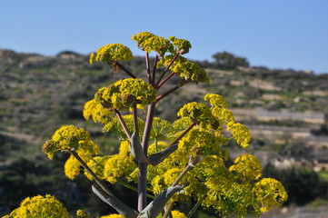 Flowering Fennel (Foeniculum vulgare)
