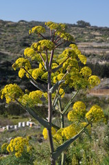 Flowering Fennel (Foeniculum vulgare)